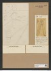Chaetoceros criophilus Castr. (de-Toni-Nr.: Genus 149, Species 4141) Zeichnungen Sammlung Grunow Nr. 7698 (NHMW-BOT-W0376900)